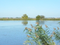 Po strzale spadła jak czapka - na widok płynącego psa ruszył na staw