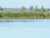 Coraz dalej i dalej. Łyska dociera do szuwarów po drugiej stronie wody