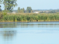 Flora tuż za łyską - po chwili znika w szuwarze do którego wcześniej dopłynął ptak