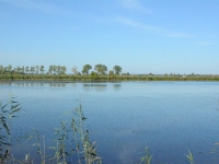 Dłuższą chwilę psa i łyski nie widać. Z tej perspektywy widać jak to się daleko dzieje od mojego stanowiska