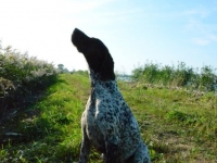 Lustro wody za pasem trzcin. Dla Flory nie jest to przeszkodą widać pięknie pracę górnym wiatrem.