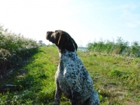 Lustro wody za pasem trzcin. Dla Flory nie jest to przeszkodą widać pięknie pracę górnym wiatrem.