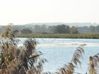 Obok gęsi widać liczne łabędzie oraz kaczki i łyski