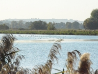 Obok gęsi widać liczne łabędzie oraz kaczki i łyski