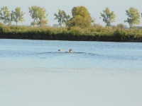 Ostrożnie zbliża się do leżącego na wodzie wielkiego gąsiora. Po raz pierwszy w życiu ma kontakt z takim ptaszyskiem