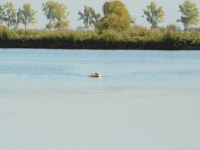 Powrót ze zdobyczą