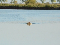 Powrót ze zdobyczą