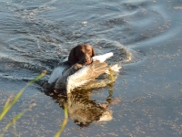 Flora wychodzi na groblę ze zdobyczą. Widać rozmiary ptaka.