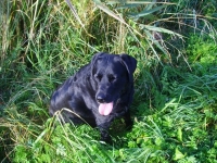 Pierwsza moja zdobycz i aport Buby - dorodny kaczor