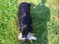 Pierwsza moja zdobycz i aport Buby - dorodny kaczor