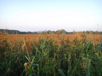 Przeloty - widok ze stanowiska na grobli