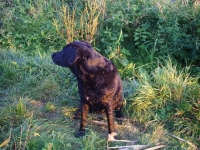 Na labradorce Bubie tysiące komarów nie robią najmniejszego wrażenia