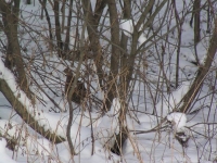 Bażanty już czekają