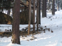 W sezonie w naszym obwodzie idzie nawet 60 ton buraków cukrowych