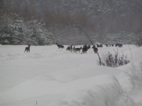 Punkt dokarmiania w leśnictwie Borowiec - chmarę danieli można spotkać cały dzień, jelenie i dziki wychodzą z ostępów nocą