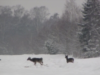 Punkt dokarmiania w leśnictwie Borowiec - chmarę danieli można spotkać cały dzień, jelenie i dziki wychodzą z ostępów nocą