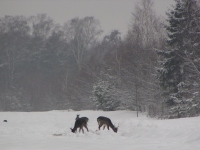 Punkt dokarmiania w leśnictwie Borowiec - chmarę danieli można spotkać cały dzień, jelenie i dziki wychodzą z ostępów nocą