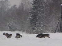 Punkt dokarmiania w leśnictwie Borowiec - chmarę danieli można spotkać cały dzień, jelenie i dziki wychodzą z ostępów nocą