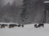 Punkt dokarmiania w leśnictwie Borowiec - chmarę danieli można spotkać cały dzień, jelenie i dziki wychodzą z ostępów nocą