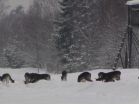 Punkt dokarmiania w leśnictwie Borowiec - chmarę danieli można spotkać cały dzień, jelenie i dziki wychodzą z ostępów nocą