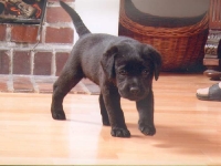 Mała Buba jeszcze w domu rodzinnym.