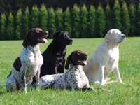 Sesja zdjęciowa przed domem w Jankowicach. Cała psia rodzina jeszcze w komplecie. Lato 2009.