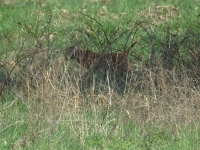 KENYA  w stójce