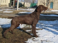 Ron vom Hellwegufer - wyżeł niemiecki krótkowłosy, ojciec szczeniąt