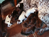 Miot Frygi - 1-sza doba po porodzie