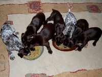 Miot Frygi - 4-ty tydzień po porodzie, jakie piękne i równe szczenięta