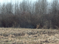 ... a przy stawie, pod kępą dzikiej róży posyp dla bażantów