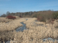 Zachodnia gałąź stawu, widok od strony rzeki