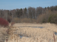 Zachodnia gałąź stawu inna projekcja