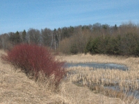 Kępa derenia na zachodniej grobli