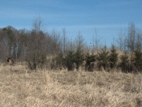 ... ale jak widać w sumie dają sobie radę pomimo dużej presji zwierzyny