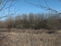 Północna, mineralna część wyspy zaczyna przypominać dżunglę