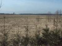 Rzut oka na dolinę Pszczynki z zachodniej grobli.  Na horyzoncie Las Baranowicki