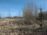 Posadzone przez Zygmunta wierzby wzdłuż północnej granicy stawu