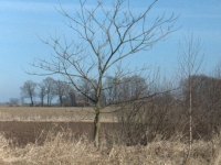 A to niespodzianka, samosiewka orzecha włoskiego!!