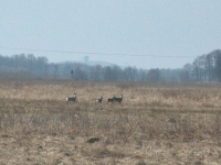 Kozy z odchowanymi koźlakami a w oddali groźne kształty cywilizacji - kopalnia Borynia