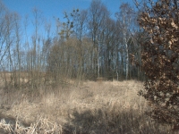 Ta kępa wierzby to też dzieło myśliwych