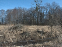 Po wycięciu ogromnych topoli ten ciekawy zakątek powinien być wspaniałą ostoją dla zwierzyny