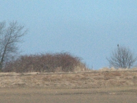 Przyjaciel bażantów w marcowym słońcu