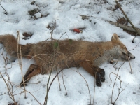 Jagdterierka Marka walczy z jenotem pod ziemią a na Maćka wyszła para zakochanych lisów