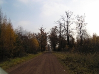 Obrazy kniei w czasie przejazdu na miejsce spotkania przy pieczonym dziku