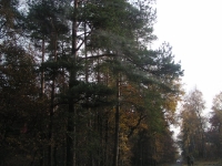 Obrazy kniei w czasie przejazdu na miejsce spotkania przy pieczonym dziku