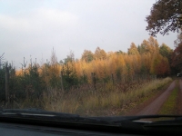 Obrazy kniei w czasie przejazdu na miejsce spotkania przy pieczonym dziku