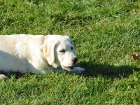 ... i jak zwykle coś ma w pysku