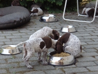 Akcja żarcie końcówka