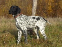 Hummer w wieku 6 miesięcy